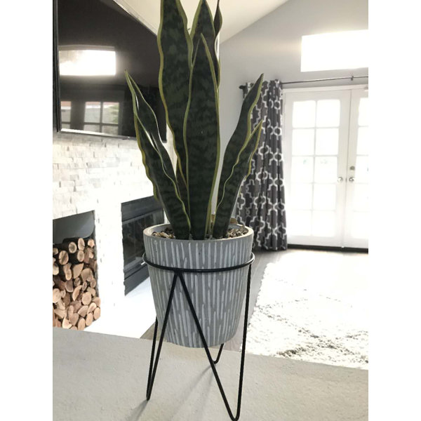 Mercury Row® 10'' Artificial Snake Plant in Pot & Reviews Wayfair